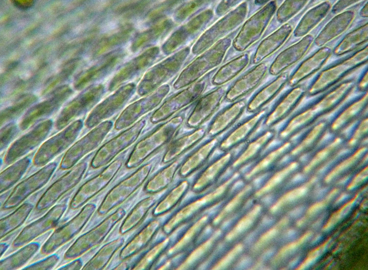 Muschio su salice - Leucodon sciuroides